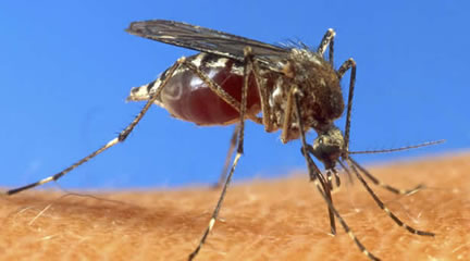 mosquito_cropped
