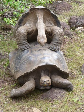 Photo by David Berkowitz.  http://commons.wikimedia.org/wiki/File:Galapagos_Tortoise_Mating.jpg