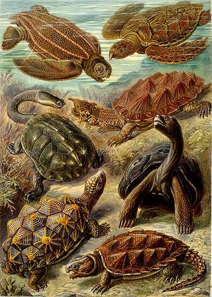 I can't not include an image of "Chelonia" from Ernst Haeckel's Kunstformen der Natur, 1904 